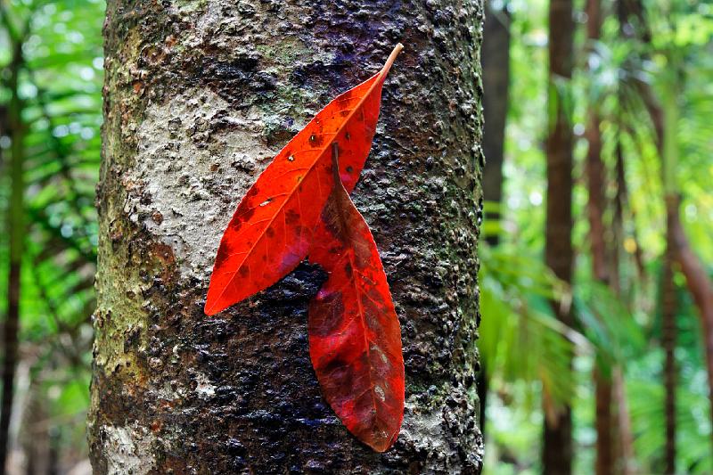 2007 05 14 Fraser Island 167_DXO.jpg